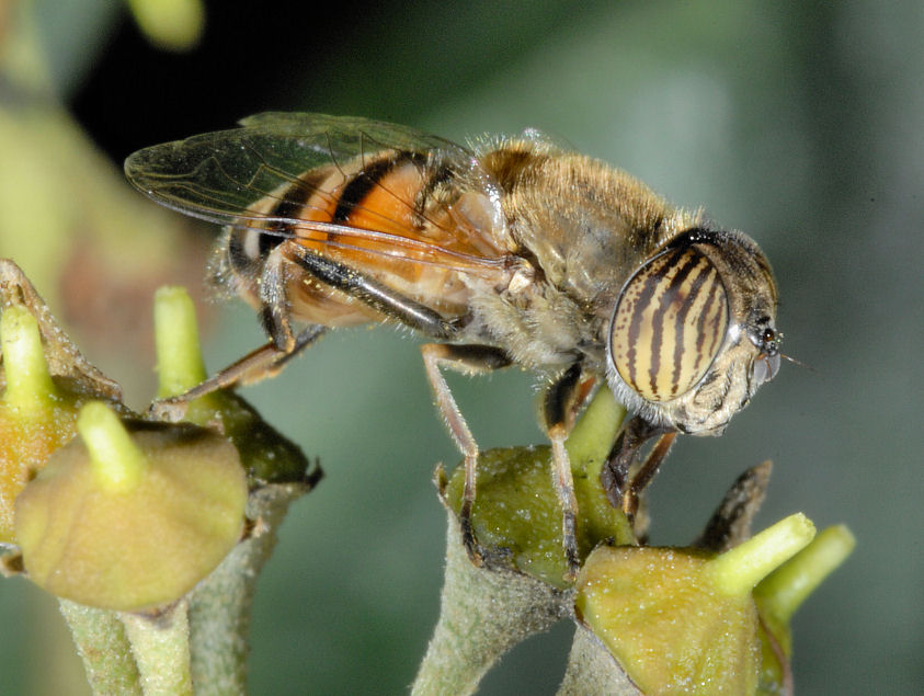 Immagini di macrofotografia